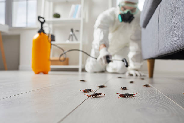 Post-Treatment Bed Bug Interceptor Monitoring in Lewiston